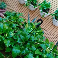 گل اپارتمانی