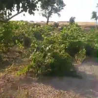 فروش یک قطعه باغ انگور و میوه جات