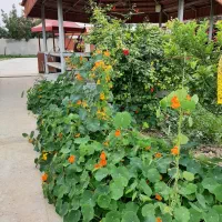 استخدام باغبان ،سرایدار