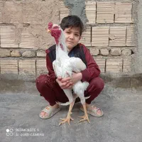 جوجه لاری و تخم مرغ لاری نطفه دار