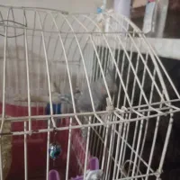 جوجه عروس هلندی زیبا|پرنده|محمدشهر, جعفرآباد|دیوار