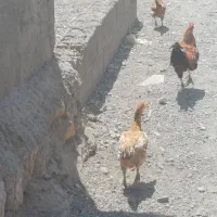 مرغ کرک با ۳۵تا تخم|حیوانات مزرعه|جغین, |دیوار