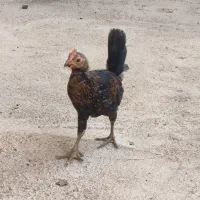 نیمچه خروس|حیوانات مزرعه|حمیدیه, |دیوار