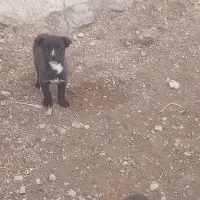 پاکوتا اصیل|سگ|هشترود, |دیوار