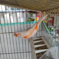 قناری نر مست مست