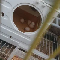 دو عدد عروس هلندی