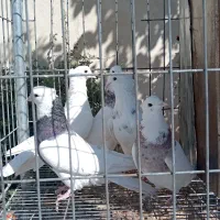 5 عدد نره یکه طوقی بی نظیر|پرنده|خرمآباد, |دیوار