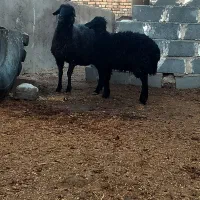 میش بره دار ، میش ابستن ،گوسفند بره