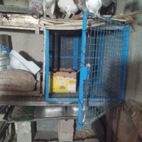 گنجه قفس کفتر|لوازم جانبی حیوانات|شیراز, فضل‌آباد|دیوار