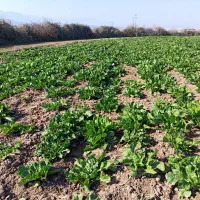 زمین ۵۰۰متر تا ۵۰۰۰متر در شهر جلین|فروش زمین و ملک کلنگی|فاضل آباد, |دیوار