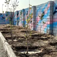 باغچه ۲۲۰ متری ( برق چسب ملک)|فروش زمین و ملک کلنگی|شهریار, اصیل آباد|دیوار