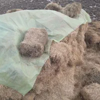 پرس بلیم برنج