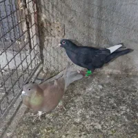 ۵ تا نر هوایی