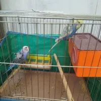 جفت مرغ عشق پروانه‌ای