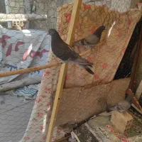 نرزره ای اصفهانی