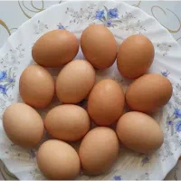 تخم مرغ به شرط نطفه دار بودن