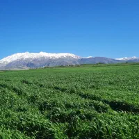 زدن علف های باغ با دستگاه