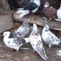 کبوتر غریبگیری|پرنده|ساوه, |دیوار