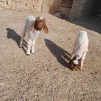 دوعدد گوسفند|حیوانات مزرعه|سوسنگرد, |دیوار