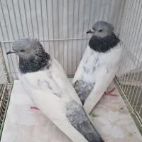 کبوترسینه سیاه  سبز ابی الماسی کله زرد سرخ طوقی