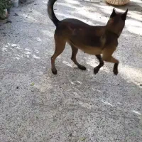 مالینویز|سگ|رشت, گلسار|دیوار