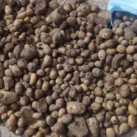 سیب زمینی برای کاشتن درجه یک