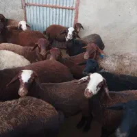 بره نر افشار مهربان جنس درجه ۱