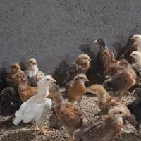 جوجه ای دورگ گلپایگان 30روزه|حیوانات مزرعه|مرودشت, ثبت احوال|دیوار