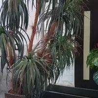 درختچه نخل ۹شاخه و دیفن با هم ۵۰۰