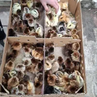 جوجه یک‌روزه عمده قم بیگدلی