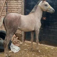کره اسب|اسب و تجهیزات اسبسواری|اردبیل, |دیوار