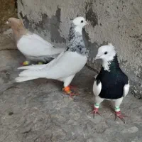 فروش کبوتر