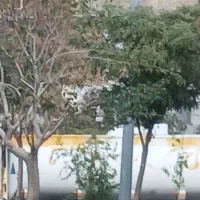 نفت-جنوبی-44-متر-رهن-کامل