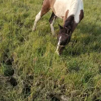 اسب ابلق|حیوانات مزرعه|آستانه اشرفیه, |دیوار