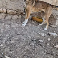 سگ ژرمن