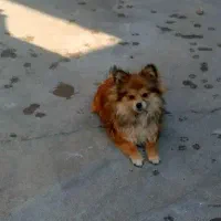 پامرروباهی|سگ|نقده, |دیوار