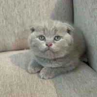 اسکاتیش لیلاک