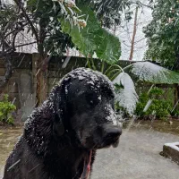 واگذاری سگ آلابای|سگ|آستانه اشرفیه, |دیوار