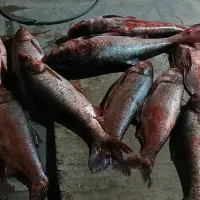 فروش ماهی|ماهی|داراب, |دیوار