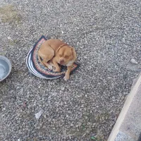 توله پیتپول اصل فروشی