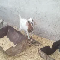 کهره ماده