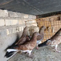 تاپ سرخ ی تیکه کوهی دم سفید کله زردماده