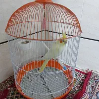 عروس هلندی همراه با قفس|پرنده|برازجان, |دیوار