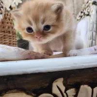 فرشته های ناز|گربه|خوی, |دیوار