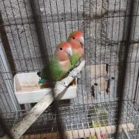 جوجه و جفت طوطی برزیلی فنچ عروس هلندی