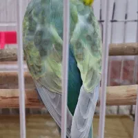 مرغ عشق|پرنده|اندیمشک, |دیوار