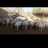 گله ای کامل