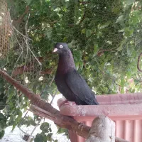 ماده زاغ آبادانی واکسی