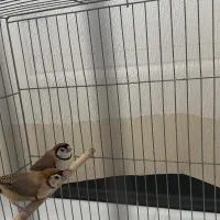 فنچ جغدی شکلاتی وارداتی