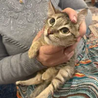 نگهداری و واگذاری گربه نر معلول ۷ ماهه